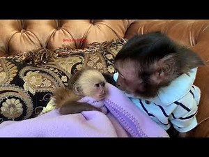 Monkey Toby babysitting a little baby girl born in captivity needing human help!❤️