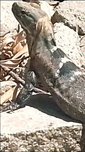Explore Nature Now EDUCATIONAL Nature Documentary Iguana New DINOSAUR #explorenaturenow