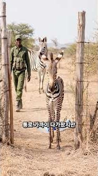 다시 열린 길