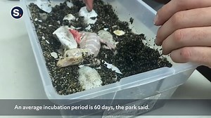 Check out this newly-hatched albino alligator taking its first glimpse of the world at a Florida wildlife park! 📹 Sam Haught | storyful