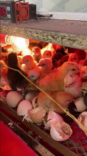 100 baby chicken hatch at egg incubator