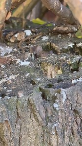 Cuteness overload ❤️❤️ Mrs mouse that lives in the log house made by a mouse as two babies just look at these | The Mouse family that live by the brambles