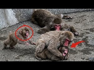 Punch Update Today: A heart-stopping moment! The baby monkey tries to save Punch from sudden danger!
