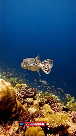 Deep Ocean Silence 🌊🐠 | Most Relaxing Underwater View
