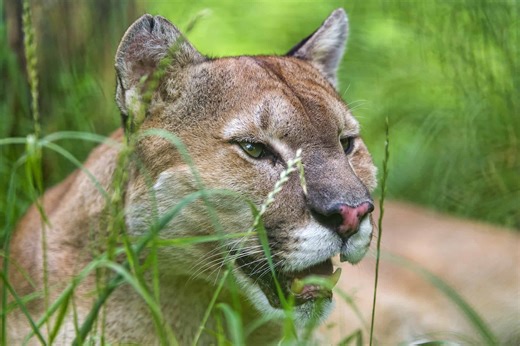 Costa Rica Wildlife – Meet the Puma : The Tico Times | Costa Rica News | Travel | Real Estate