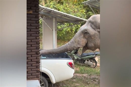 Hungry wild elephant searches pick up truck for food