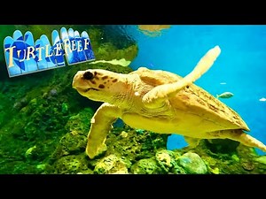Turtle Reef at SeaWorld San Diego