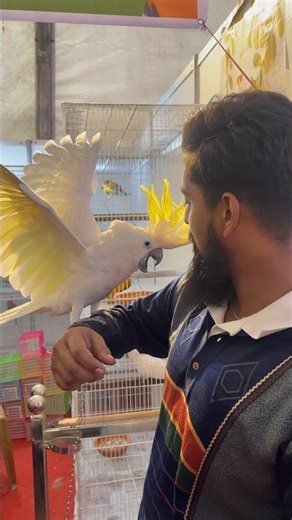Why is the cockatoo angry?? #zakiloveandpets #birds #cockatoo #cockatooangry