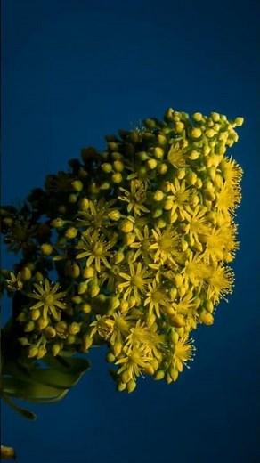 🌼 Watch Aeonium Arboreum Bloom Like Magic (Time Lapse) #aeonium
