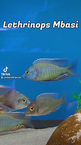 https://imperialtropicals.com/products/lethrinops-sp-mbasi?_pos=1&_sid=13c57e837&_ss=r&variant=40467427065879 | Imperial Tropicals