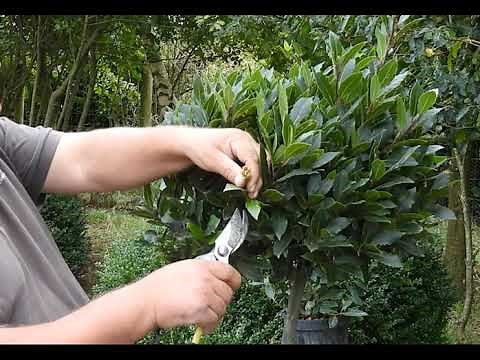 Pruning a Lollipop Topiary Bay Tree