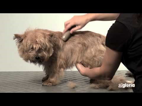 How to remove tangles and mats without hurting your dog or cat.