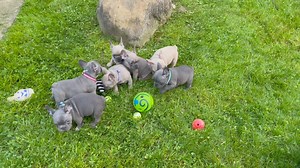 75K views · 1.2K reactions | Gideon-Light blue collar: gray male with...