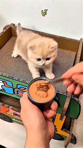 Smart Cat Outsmarted Every Trick… Except One 😼🐱