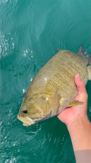 16 pounds of smallmouth #fishing #bassfishing #lakestclair #stclairbass #smallmouthbass