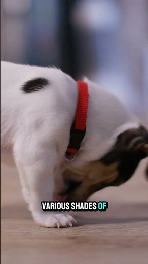 Do You Know How Dogs Actually See Color? #dogvision #colorblind