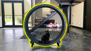 180K views · 716 reactions | We bought our cat an EXCERCISE wheel...  | TmarTn | Facebook