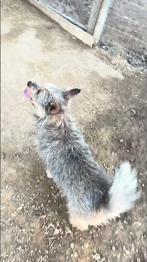 ***ADOPTED*** 2/9/26 Piper Cairn Terrier 1 Year Old Lucky Paws Doghouse Tishomingo Oklahoma