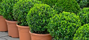Mistakes to Avoid when Growing a Boxwood | DoItYourself.com