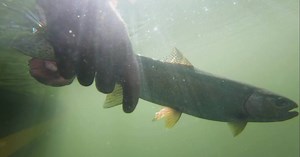 Known best for its summer house boating, Shuswap Lake is also an excellent multi-species fishery. Join Jason from Bucktail Adventures as he explores the region. Shuswap Tourism | Destination British Columbia | Fishing BC