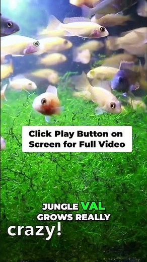Easy Aquarium Plants: Grow Java Fern and Jungle Val!