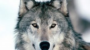 RAISED BY WOLVES Lyrics - U2 | eLyrics.net