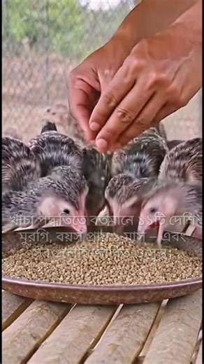 Cage Farming vs Free Range: Which Saves More Chicks?
