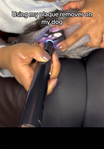 Nobody talks about how expensive dog dental cleanings are 😮‍💨 This plaque remover helps keep teeth cleaner between vet visits. #dogdental #dogmom #pettok #poodlesoftiktok