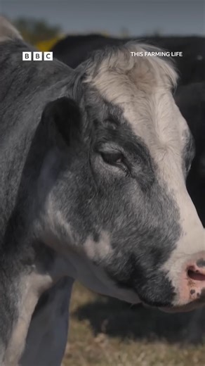 Justice 4 Gloria the cow! 😭 🐄⁣ ⁣ This Farming Life returns with a brand‑new series, following five farming families as they navigate the grit, glory and unpredictability of rural life, all set against Scotland’s breathtaking landscapes.⁣ ⁣ Watch This Farming Life - now on iPlayer BBC Scotland ⁣ #ThisFarmingLifeS8 #ThisFarmingLife #Cow #Farming #Scotland This Farming Life: The triumphs and tribulations of some very different farming families, from all over the beautiful and remote Scottish coun