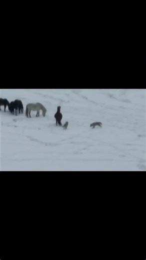 Stallion Defending His Herd from Wolves
