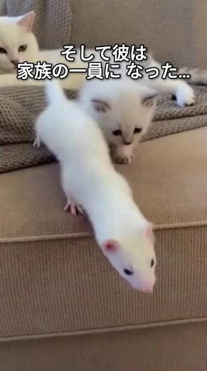 小さなイタチのお母さんになった私の猫