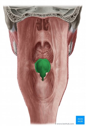 Epiglottis