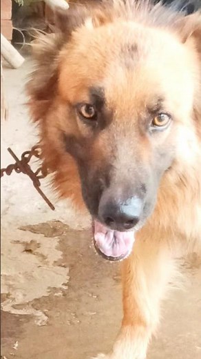 big dog barking video dog barking sound #germanshepherd #dogsound #puppy