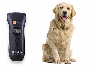 Laser therapy & Management for Hip dysplasia and osteoarthritis for Canine |