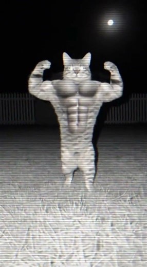 Infrared Cat Transformation… Cute Turns Uncanny 🐈👁️‍🗨️💪 | 적외선 고양이 변신 | 赤外線・猫の変身