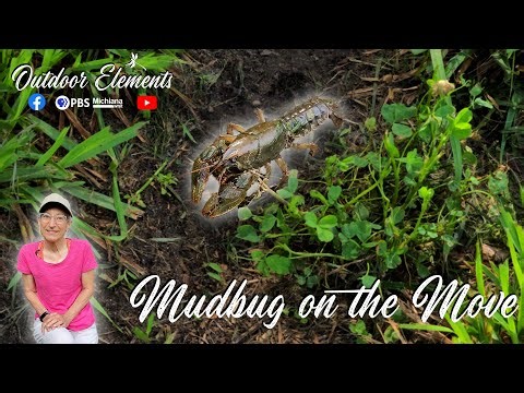 Mudbug on the Move | Outdoor Elements