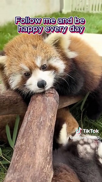 If you like Red pandas, please click on the button “Follow”.#tiktok #fyp #red panda #animal #cute panda