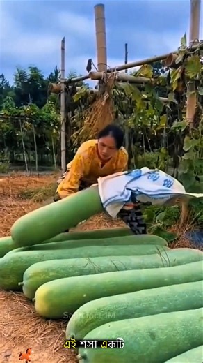 The World’s Biggest Cucumber Is Bigger Than a Human?! 😱🥒#facts #ytshorts #farming