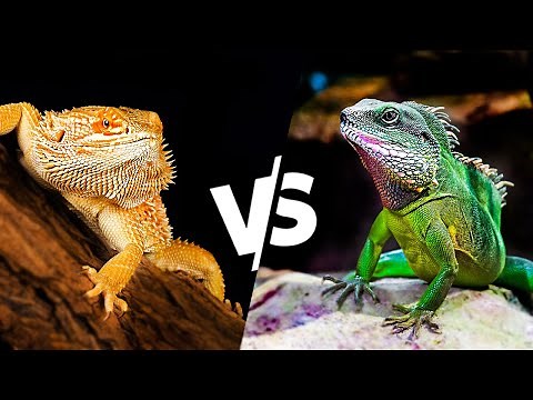 Bearded Dragon vs Water Dragon | Battle of the Dragon!