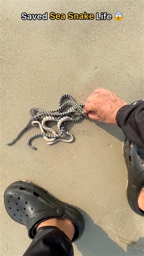 Respect wildlife… safely guiding this sea snake home 😱