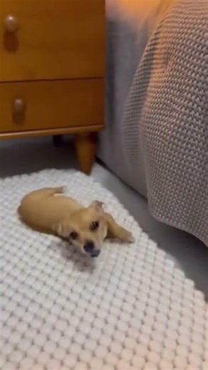 🛏️ Кот ЗАХВАТИЛ место собаки на кровати и не собирается уходить 😂 #shorts