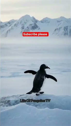 💔 The Lonely Penguin – A Story of Sadness and Hope