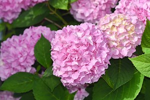 Old Wood vs. New Wood Hydrangea: What's the Difference?