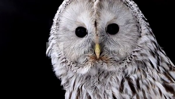 close-up shot showcasing the features of an owl, particularly its large eyes. The owls gaze and intricate details are highlighted in this footage.