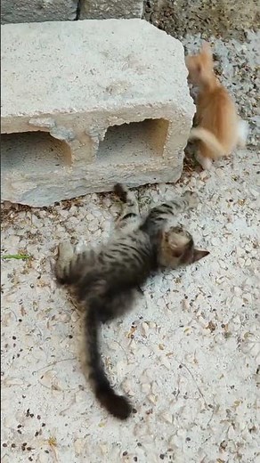 🐱 Two inseparable cats playing together — so cute to watch! 😻