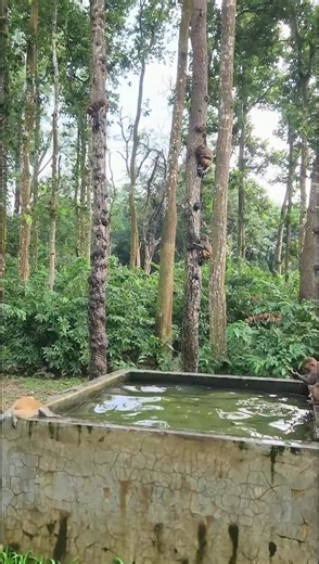 Exploring Innovative Robot Technology with Balli Bot Mogis