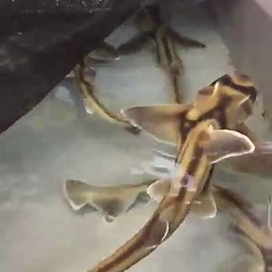 1M views · 4.4K reactions | There is something fishy going on around...