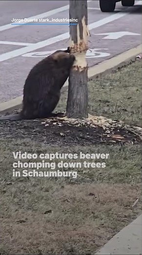 Video captures beaver chomping down trees in Schaumburg