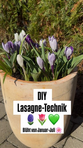 Kitzinger Blumen & Pflanzen on Instagram: "🪻🌷Durch die „Lasagne-Technik“ blüht dein Topf mit Frühlingsblumen von Februar bis Juli!🌷🪻 Und so geht’s: 🍂 Jetzt im Herbst ist der perfekte Zeitpunkt für einen mehrschichtigen Blumentopf! 1. Schicht (ca. 20 cm tief): Starte mit Zwiebeln, die später blühen, wie Allium oder Schwertlilien. Sie sorgen im Mai bis Juli für eindrucksvolle Blüten. 🌸 2. Schicht (ca. 10–15 cm tief): Darüber setzt du Narzissen, Tulpen und Hyazinthen, die ab März bis April ih