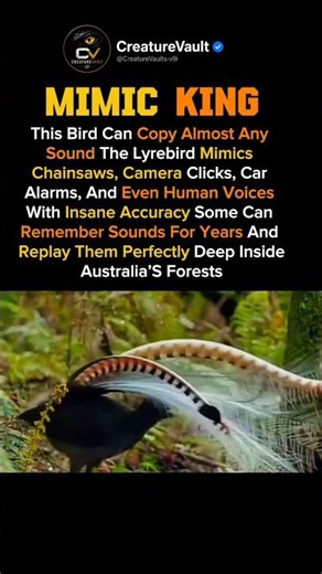 This bird can imitate chainsaws, alarms & humans better than you’d expect 😳🐦